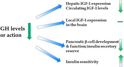 Mutations Affecting Mammalian Aging: GH and GHR vs IGF-1 and Insulin